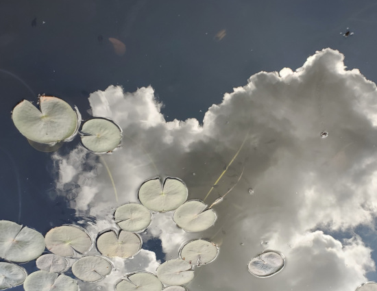 Lily leaves on a pond